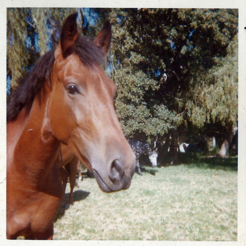 Prince John